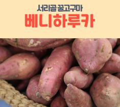 ★이웃사촌★ [서리골 시즌3 봄특가할인]꿀고구마 베니하루카 4Kg
