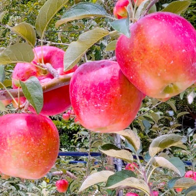 사과 맛 보면 사과는 필요없습니다. 미네랄사과 10kg(중대과30-33과)