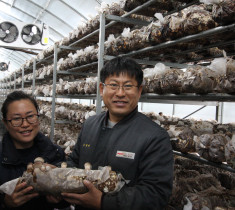 현이네농원  꼼지락농부의 무농약 송화고버섯 가정형(못난이)1kg