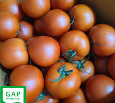 ◈43회 수상하데이◈[위인토마] 유럽종 완숙토마토 5kg GAP 우수관리인증