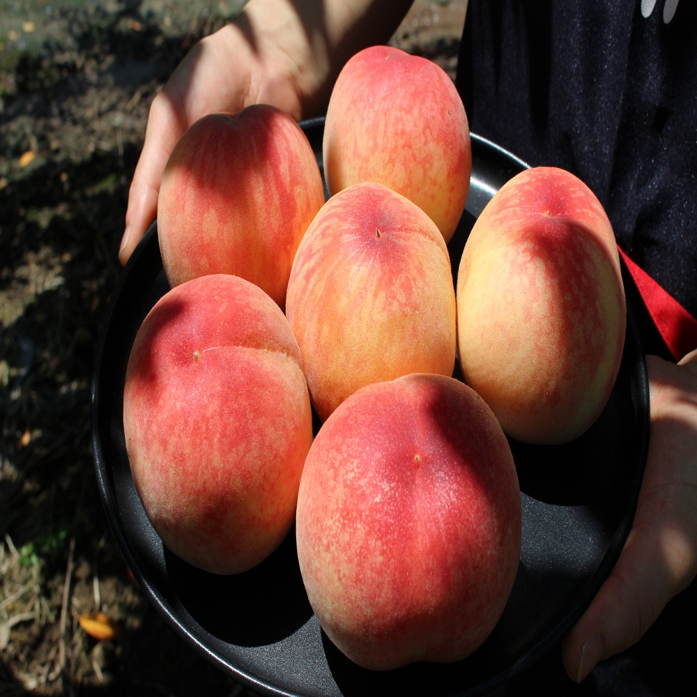 [세원팜스] 2024 산지직송 제철과일 황도 복숭아 중과 1.5kg(9-10과 내외)