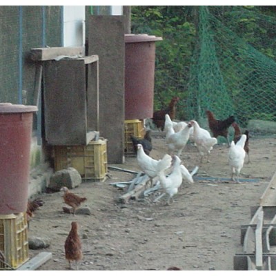 [삼봉산양지자연농원] [유기농 자연 방사] 백 토종닭 (수)(한마리1.5kg-2kg)
